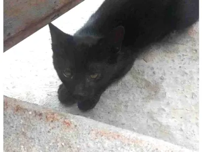 Gato raça SRD-ViraLata idade 2 a 6 meses nome Não tem nome 