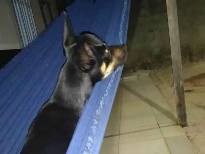 Cachorro raça SRD-ViraLata idade 1 ano nome Simba