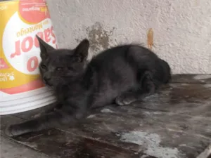 Gato raça SRD-ViraLata idade 2 a 6 meses nome Não tem nome 