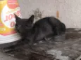 Gato raça SRD-ViraLata idade 2 a 6 meses nome Não tem nome 