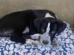 Cachorro ra a SRD-ViraLata idade Abaixo de 2 meses nome Sem Nome