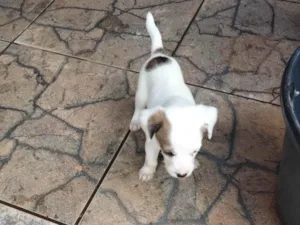 Cachorro raça SRD-ViraLata idade Abaixo de 2 meses nome ...