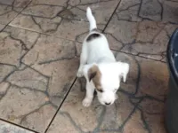 Cachorro ra a SRD-ViraLata idade Abaixo de 2 meses nome ...