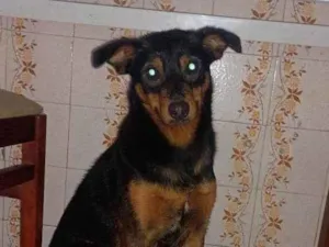 Cachorro raça SRD-ViraLata idade 2 anos nome dólar 