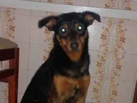 Cachorro raça SRD-ViraLata idade 2 anos nome dólar 