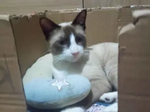 Gato raça Siamês idade 7 a 11 meses nome LUKA