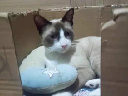 Gato raça Siamês idade 7 a 11 meses nome LUKA