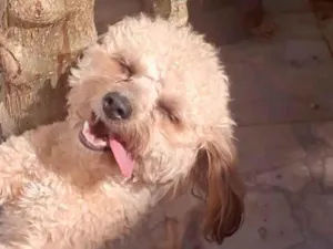 Cachorro raça SRD-ViraLata idade 4 anos nome Luke