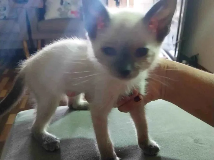 Gato ra a SRD-ViraLata idade 2 a 6 meses nome Charles 