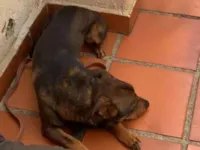 Cachorro ra a SRD-ViraLata idade 4 anos nome Izak