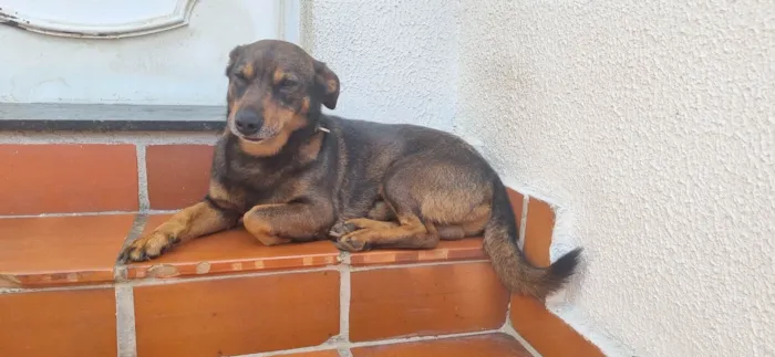 Cachorro ra a SRD-ViraLata idade 4 anos nome Izak