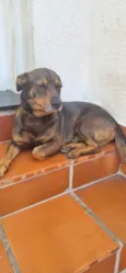 Cachorro ra a SRD-ViraLata idade 4 anos nome Izak