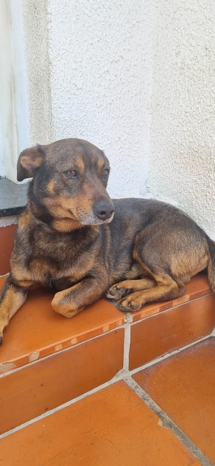 Cachorro ra a SRD-ViraLata idade 4 anos nome Izak