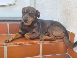 Cachorro ra a SRD-ViraLata idade 4 anos nome Izak
