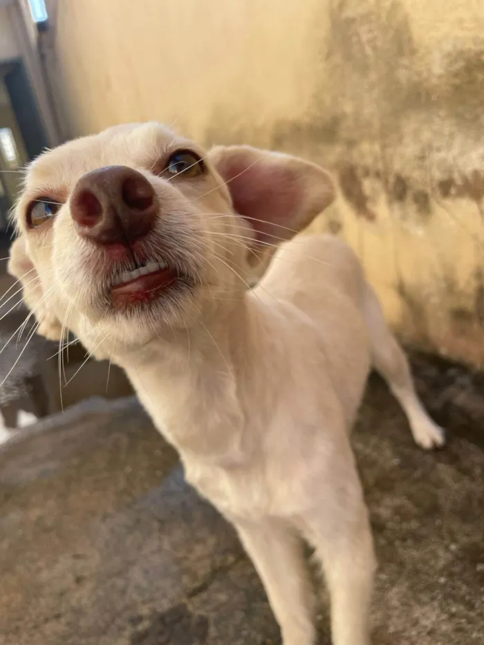 Cachorro ra a Yorkshire idade 4 anos nome Fred 