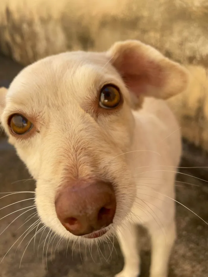 Cachorro ra a Yorkshire idade 4 anos nome Fred 
