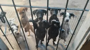 Cachorro raça SRD-ViraLata idade 2 a 6 meses nome Não tem