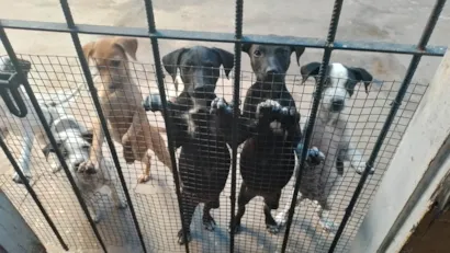 Cachorro raça SRD-ViraLata idade 2 a 6 meses nome Não tem