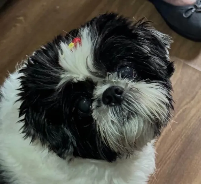 Cachorro ra a Shitzu idade 6 ou mais anos nome BIANCA 