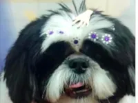 Cachorro raça Shitzu idade 6 ou mais anos nome BIANCA 