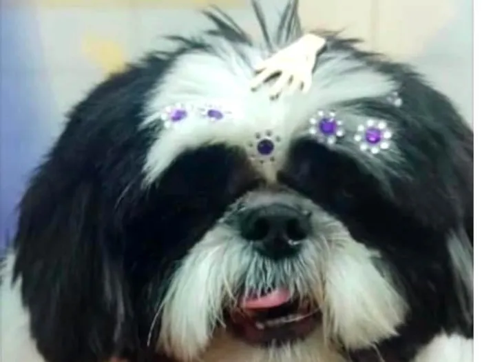 Cachorro raça Shitzu idade 6 ou mais anos nome BIANCA 