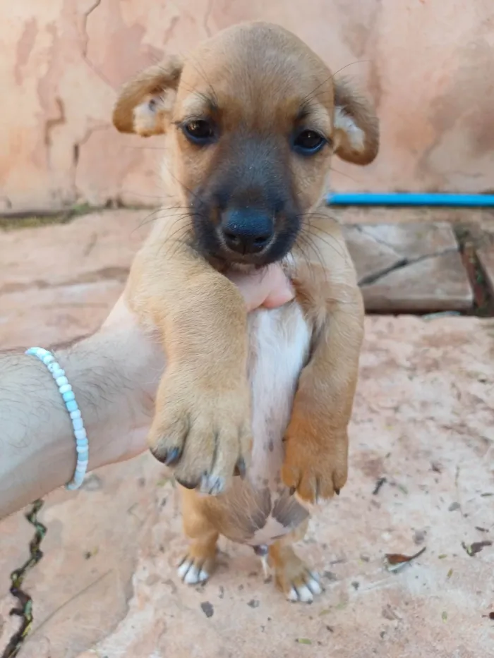 Cachorro raça SRD-ViraLata idade Abaixo de 2 meses nome Pasta de Amendoim da Silva
