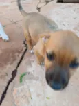 Cachorro ra a SRD-ViraLata idade Abaixo de 2 meses nome Pasta de Amendoim da Silva