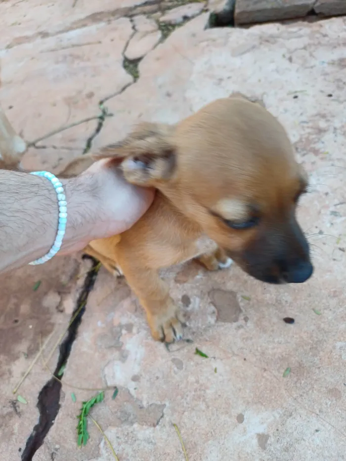 Cachorro ra a SRD-ViraLata idade Abaixo de 2 meses nome Pasta de Amendoim da Silva