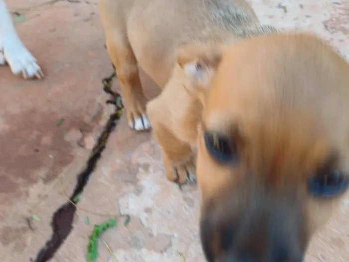 Cachorro ra a SRD-ViraLata idade Abaixo de 2 meses nome Pasta de Amendoim da Silva