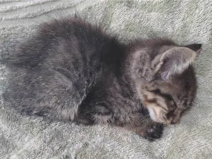 Gato raça SRD-ViraLata idade Abaixo de 2 meses nome zézinho