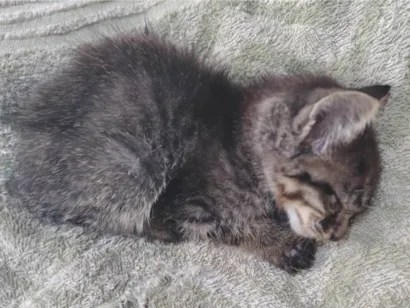 Gato raça SRD-ViraLata idade Abaixo de 2 meses nome zézinho