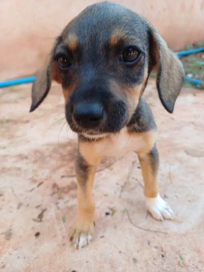 Cachorro ra a SRD-ViraLata idade Abaixo de 2 meses nome Rita Lee da Silva