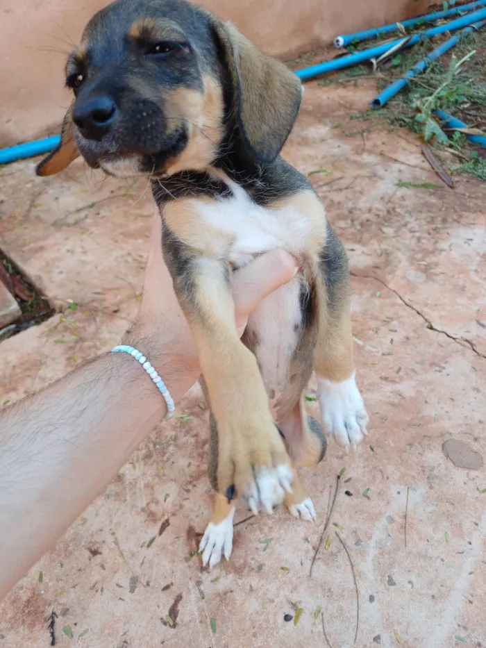 Cachorro ra a SRD-ViraLata idade Abaixo de 2 meses nome Rita Lee da Silva