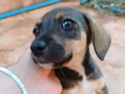 Cachorro raça SRD-ViraLata idade Abaixo de 2 meses nome Rita Lee da Silva
