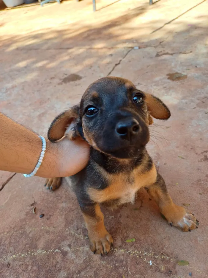 Cachorro ra a SRD-ViraLata idade Abaixo de 2 meses nome Bob Marley da Silva