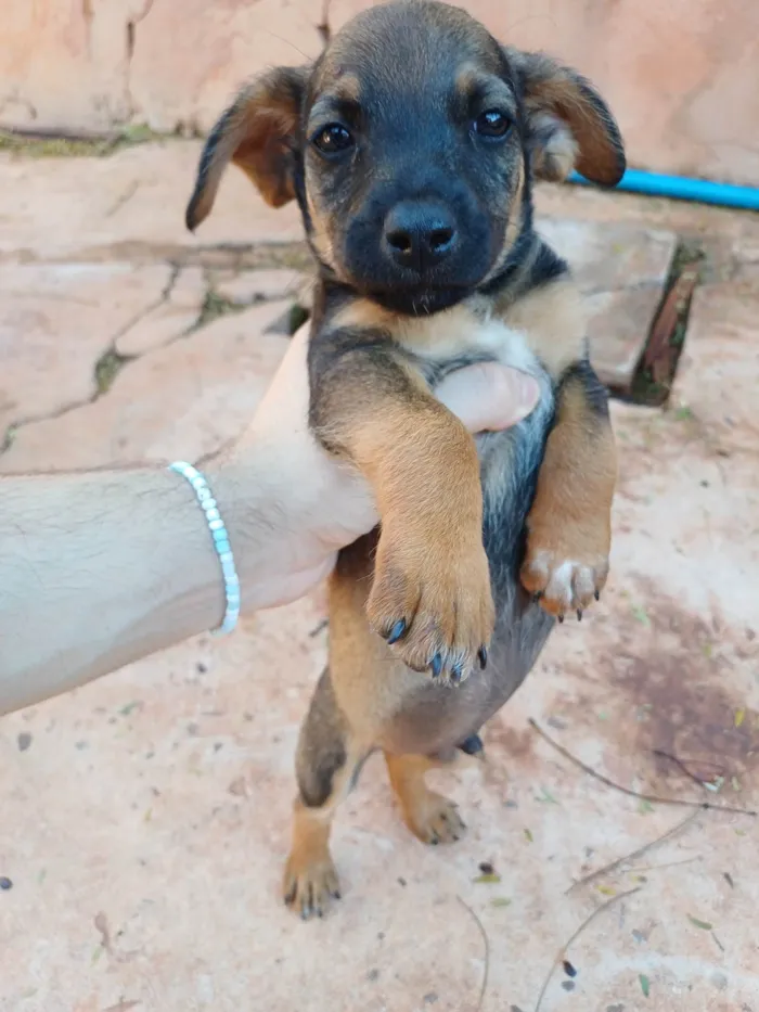 Cachorro ra a SRD-ViraLata idade Abaixo de 2 meses nome Bob Marley da Silva