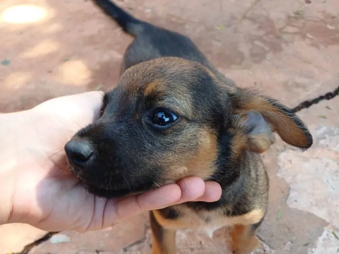 Cachorro ra a SRD-ViraLata idade Abaixo de 2 meses nome Bob Marley da Silva