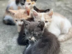 Gato ra a SRD-ViraLata idade Abaixo de 2 meses nome Bebês fofos