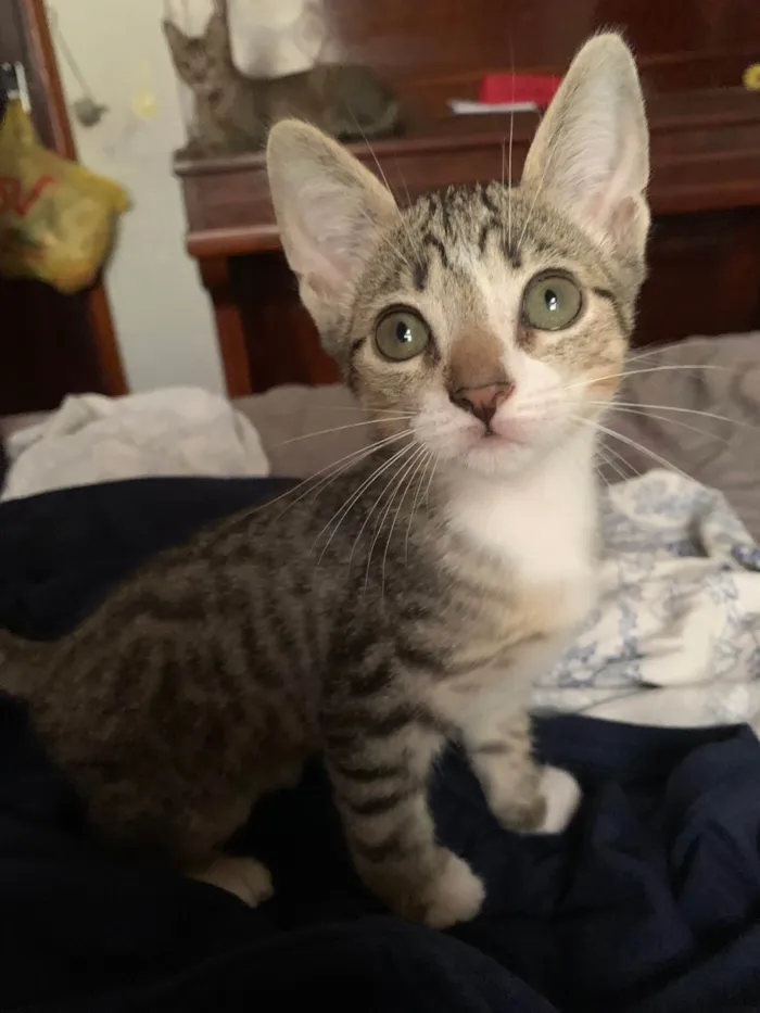 Gato ra a SRD-ViraLata idade 2 a 6 meses nome Gatinhos Irmãos 