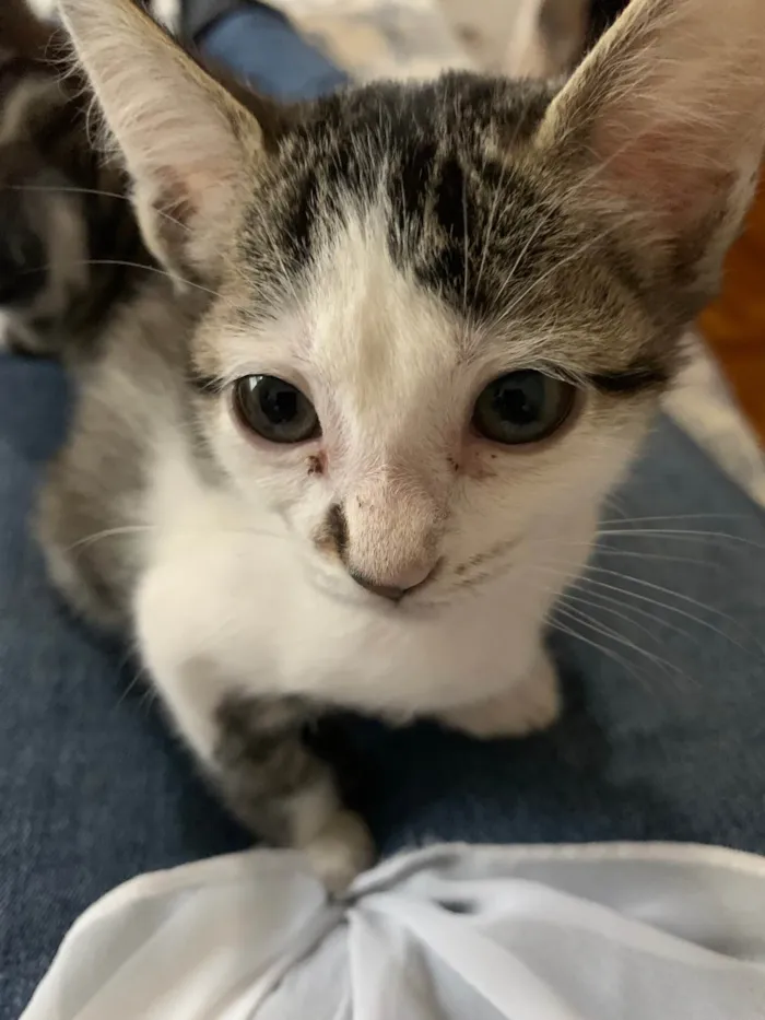 Gato ra a SRD-ViraLata idade 2 a 6 meses nome Gatinhos Irmãos 