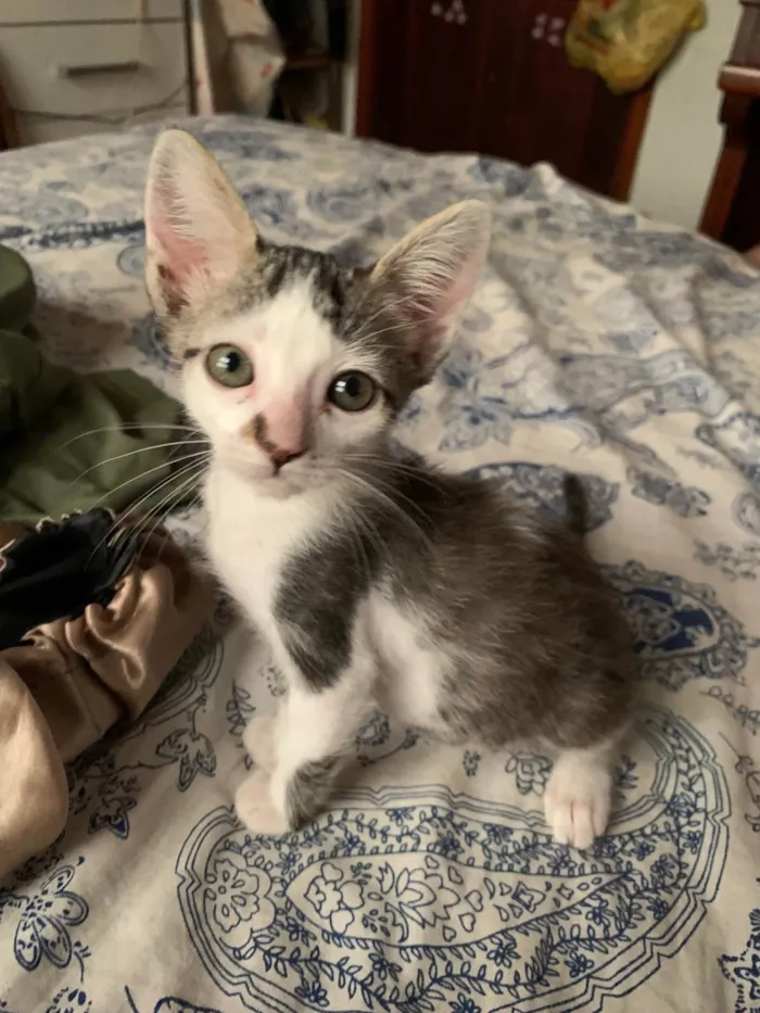 Gato ra a SRD-ViraLata idade 2 a 6 meses nome Gatinhos Irmãos 