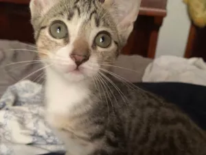 Gato raça SRD-ViraLata idade 2 a 6 meses nome Gatinhos Irmãos 