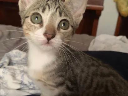 Gato raça SRD-ViraLata idade 2 a 6 meses nome Gatinhos Irmãos 