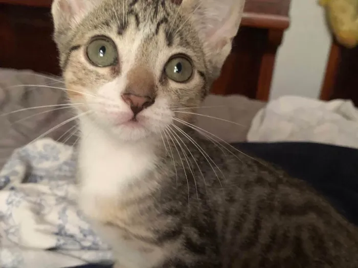 Gato ra a SRD-ViraLata idade 2 a 6 meses nome Gatinhos Irmãos 