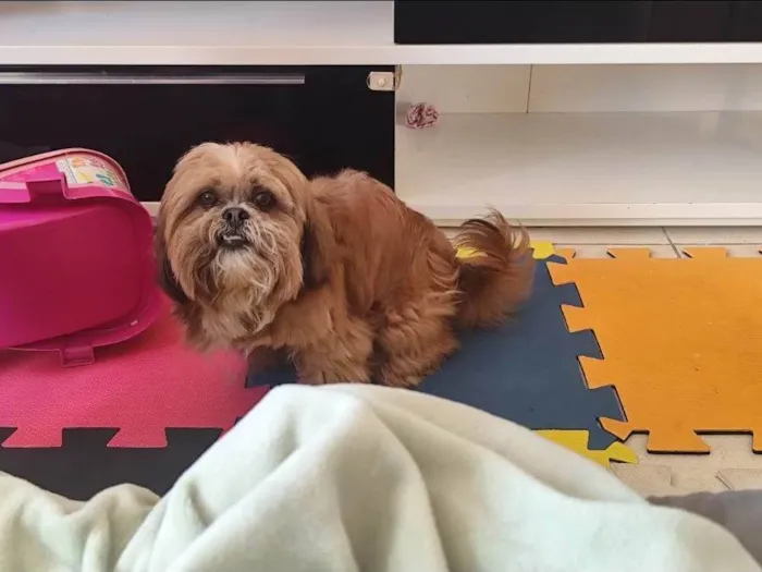 Cachorro ra a Lhasa Apso idade 4 anos nome Billy 