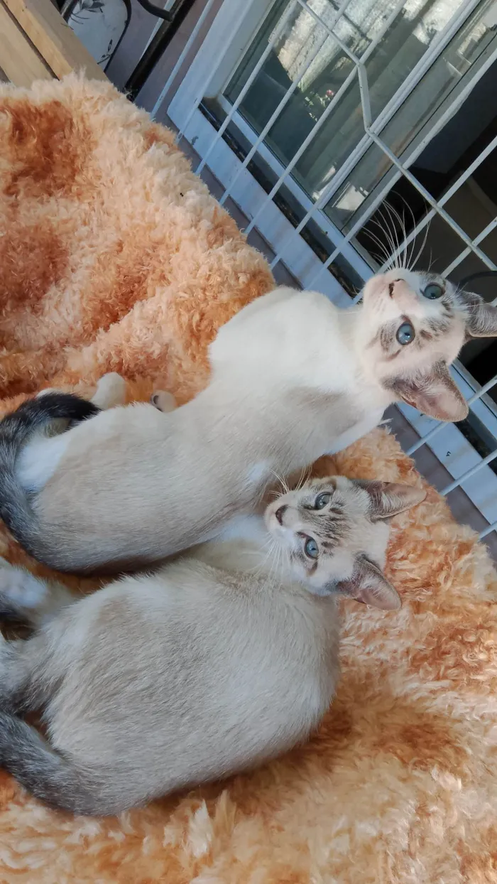 Gato ra a Siamês idade 7 a 11 meses nome CAROLINA ROSARIO GARCEZ