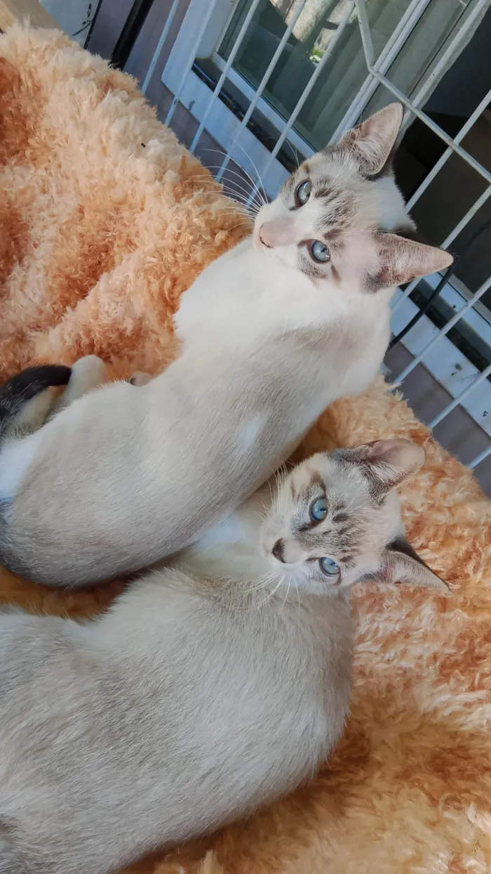 Gato ra a Siamês idade 7 a 11 meses nome CAROLINA ROSARIO GARCEZ