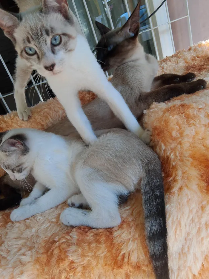 Gato ra a Siamês idade 7 a 11 meses nome CAROLINA ROSARIO GARCEZ