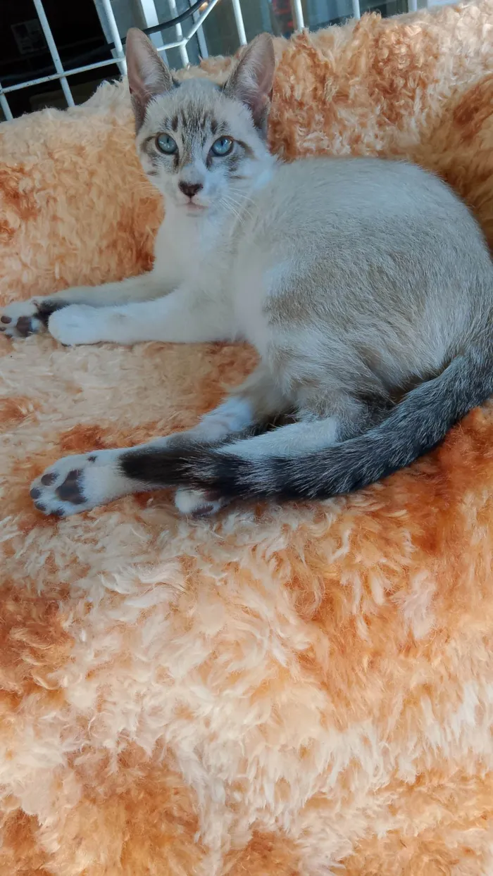 Gato ra a Siamês idade 7 a 11 meses nome CAROLINA ROSARIO GARCEZ