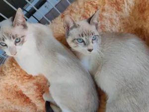 Gato raça Siamês idade 7 a 11 meses nome CAROLINA ROSARIO GARCEZ